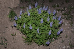 Lupinus argenteus rubricaulis