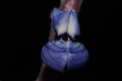 Lupinus argenteus rubricaulis