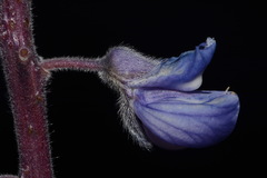 Lupinus argenteus rubricaulis