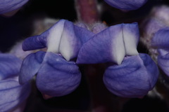 Lupinus argenteus rubricaulis