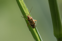 Stenotus transvaalensis