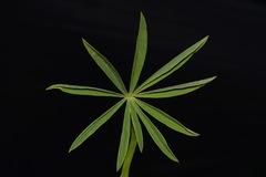 Lupinus argenteus rubricaulis