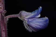 Lupinus argenteus rubricaulis