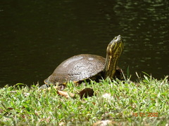 Trachemys venusta