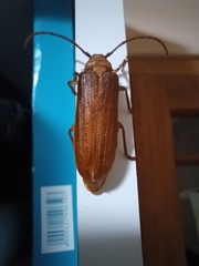 Delocheilus prionoides