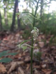 Platanthera orbiculata