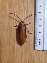 Delocheilus prionoides