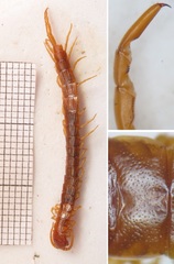 Cryptops anomalans