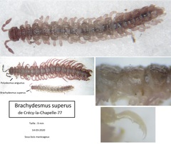 Brachydesmus superus