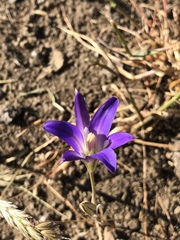 Brodiaea coronaria