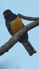 Trogon caligatus