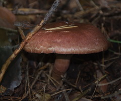 Chroogomphus helveticus