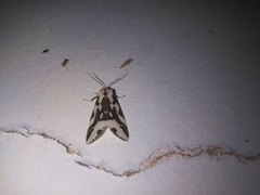 Tessellota cancellata