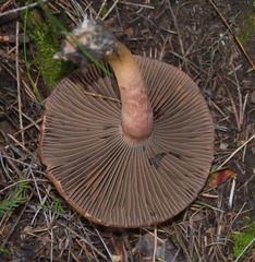 Chroogomphus helveticus