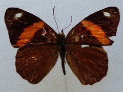 Diaethria pandama