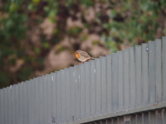 Erithacus rubecula