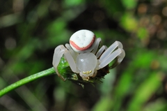 Misumenops callinurus