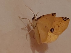 Perusia aurantiacaria