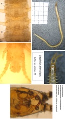Geophilus electricus