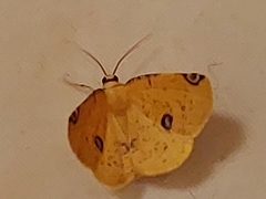 Perusia aurantiacaria