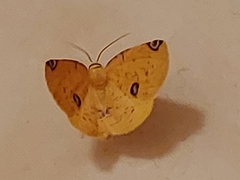 Perusia aurantiacaria