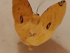 Perusia aurantiacaria