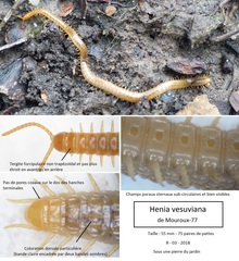 Henia vesuviana