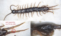 Lithobius calcaratus