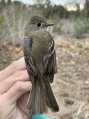 Dusky Flycatcher photo 6
