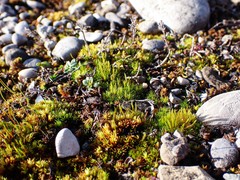 Flexitrichum flexicaule