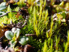 Flexitrichum flexicaule