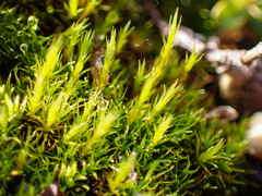 Flexitrichum flexicaule