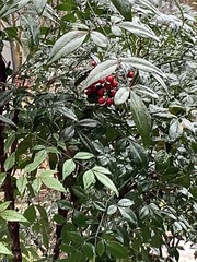 Nandina domestica