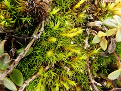 Flexitrichum flexicaule