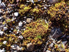 Tortella inclinata