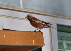Leucosticte tephrocotis littoralis