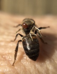 Varroa