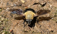 Senaspis elliotii