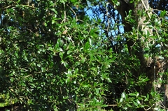 Cordia americana