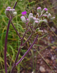 Senecio purpureus