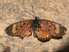 Acraea bergeriana