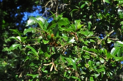 Cordia americana