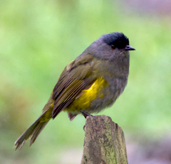 Phainoptila melanoxantha