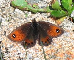 Erebia gorge