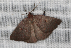 Apodasmia rufonigraria