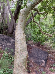 Commiphora
