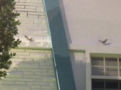 Mimus polyglottos image