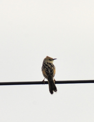 Cisticola galactotes