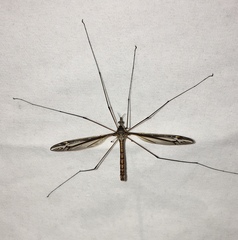 Tipula noveboracensis