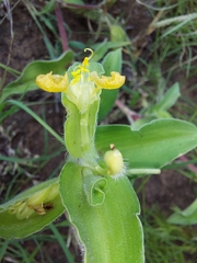 Commelina